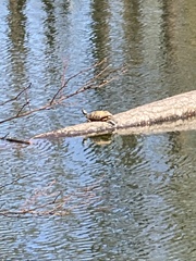 Trachemys scripta scripta