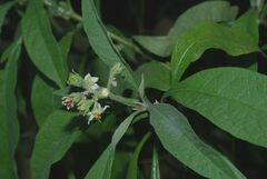 Solanum umbellatum