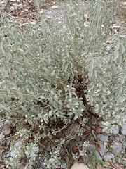 Mercurialis tomentosa