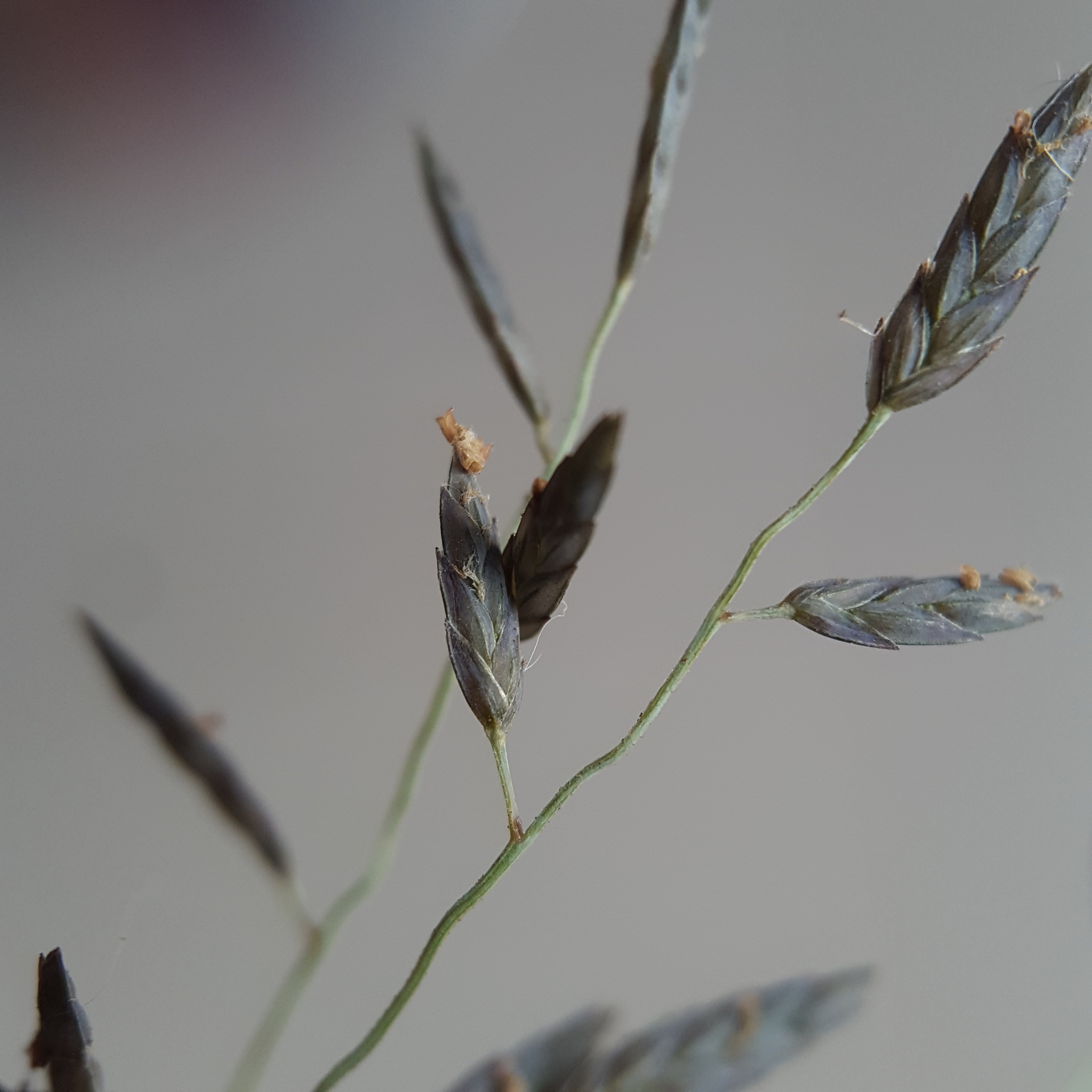 (c) François Rousseu, certains droits réservés (CC BY-NC) https://www.inaturalist.org/observations/149049256