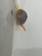 Littorinimorpha