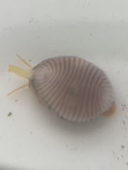 Littorinimorpha