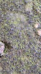 Pseudosagedia aenea