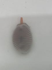 Littorinimorpha
