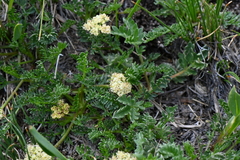 Oreoxis alpina