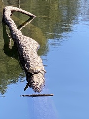 Trachemys scripta scripta