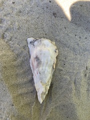 Crassostrea virginica