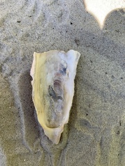 Crassostrea virginica