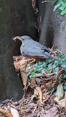 Turdus olivaceus