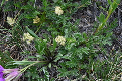 Oreoxis alpina