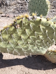 Opuntia rastrera