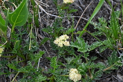 Oreoxis alpina