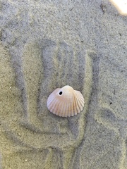 Anadara brasiliana