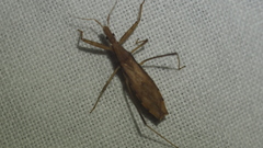 Sastrapada australica