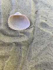 Anadara brasiliana