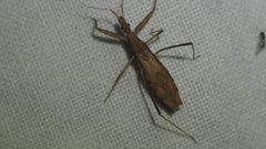 Sastrapada australica