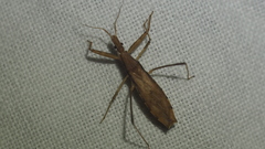 Sastrapada australica