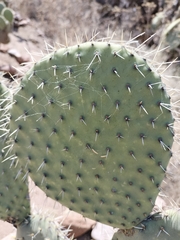 Opuntia hyptiacantha