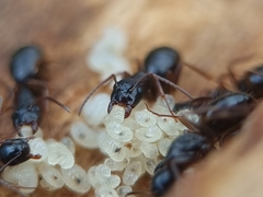 Camponotus fallax