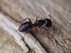 Camponotus fallax