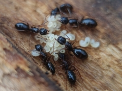 Camponotus fallax
