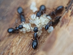 Camponotus fallax