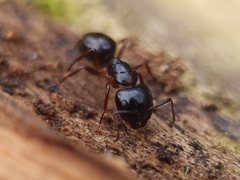 Camponotus fallax