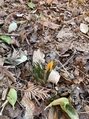 Crocus