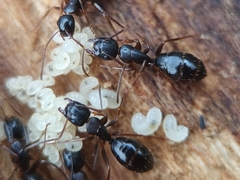 Camponotus fallax