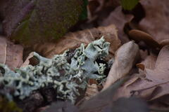 Hypogymnia physodes