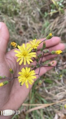 Hieracium megacephalon