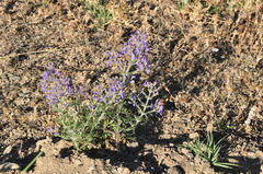 Teucrium orientale
