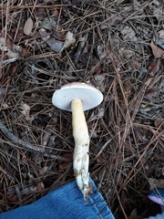 Tylopilus ferrugineus
