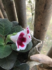 Gloxinia