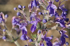 Teucrium orientale