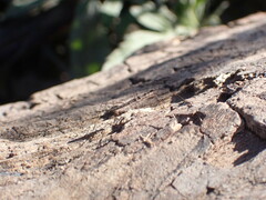 Hydrometra stagnorum