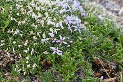 Phlox condensata
