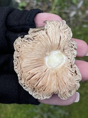 Pluteus