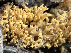 Phaeoclavulina