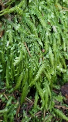 Plagiothecium undulatum