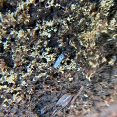 Entomobryomorpha