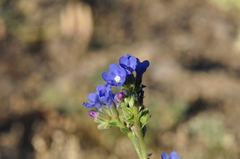 Anchusa leptophylla