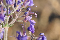 Teucrium orientale