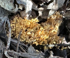 Phaeoclavulina