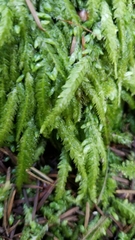 Plagiothecium undulatum