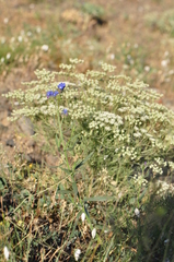 Anchusa leptophylla