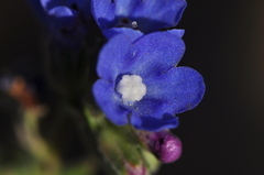 Anchusa leptophylla