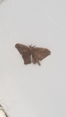Arsenurinae