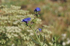 Anchusa leptophylla