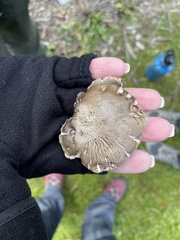 Pluteus